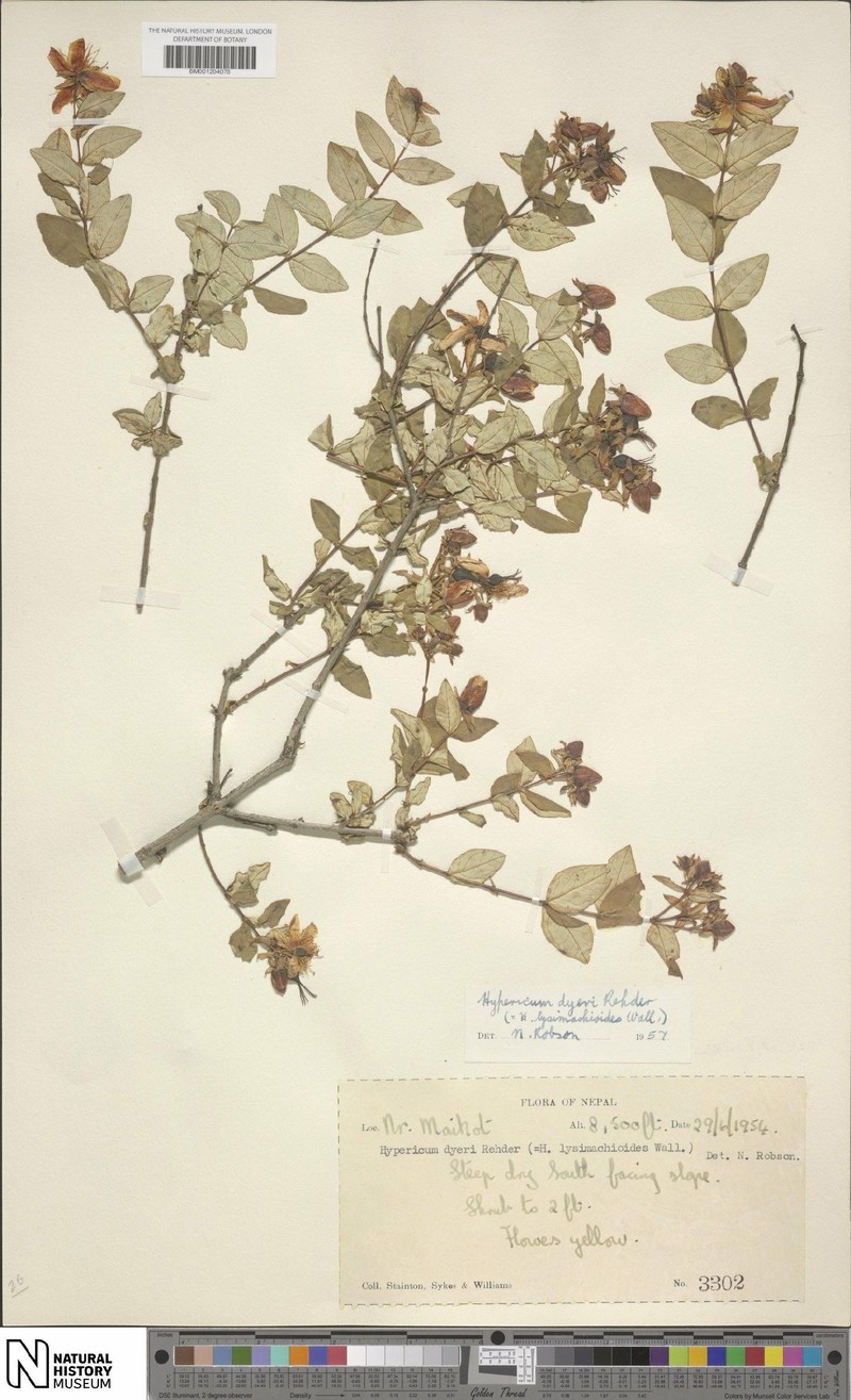 Hypericum dyeri photo 7