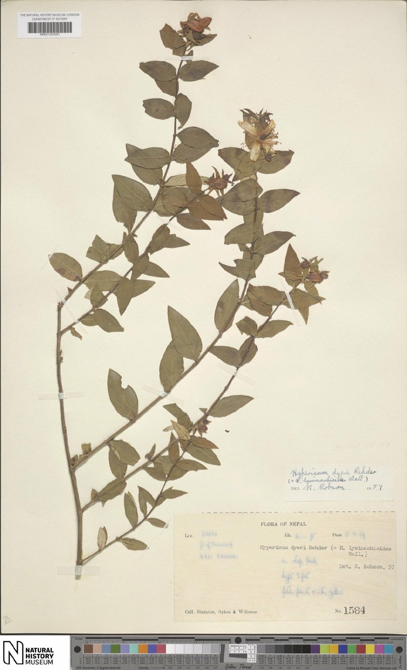 Hypericum dyeri photo 8
