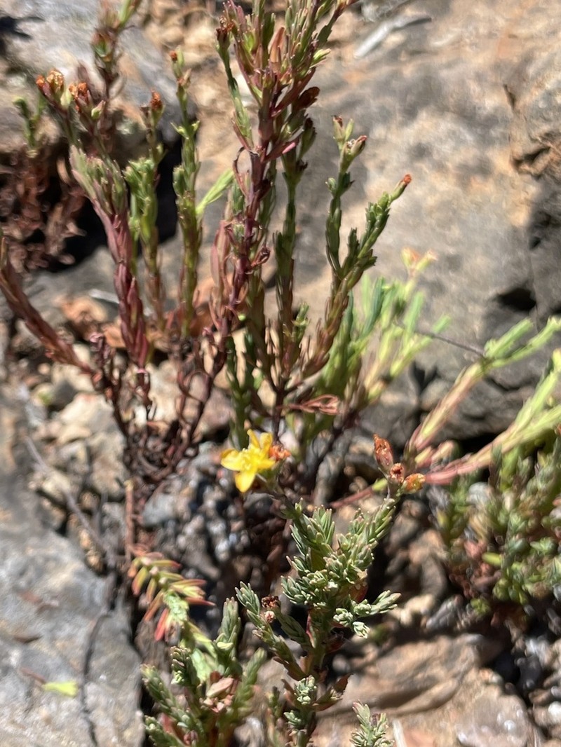 Hypericum eastwoodianum