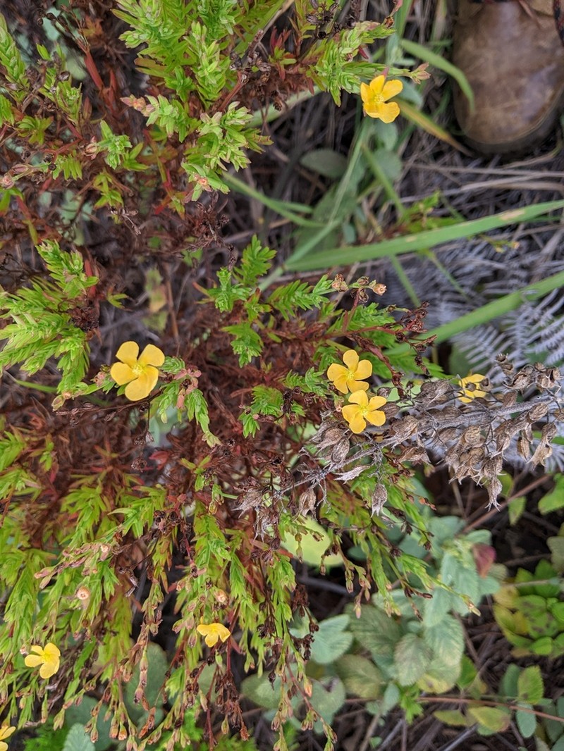 Hypericum eastwoodianum photo 2