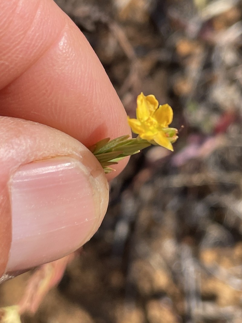 Hypericum eastwoodianum photo 4
