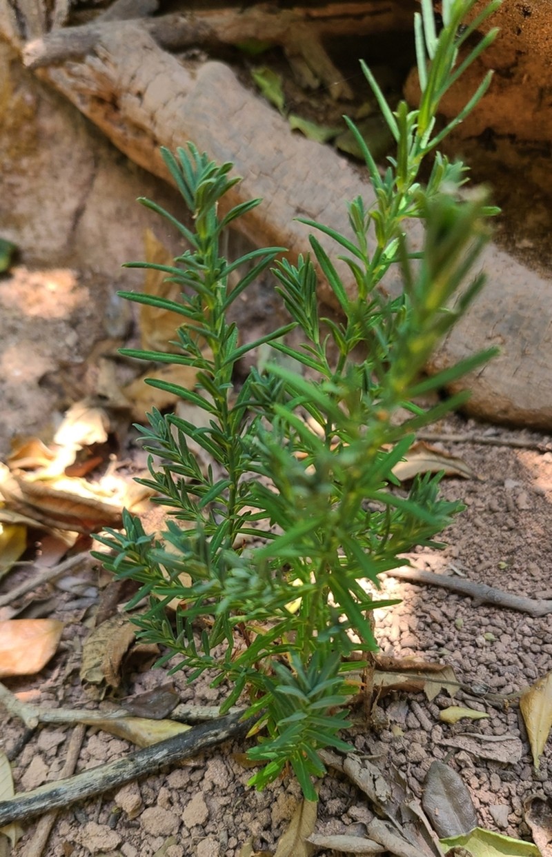 Hypericum eastwoodianum photo 5