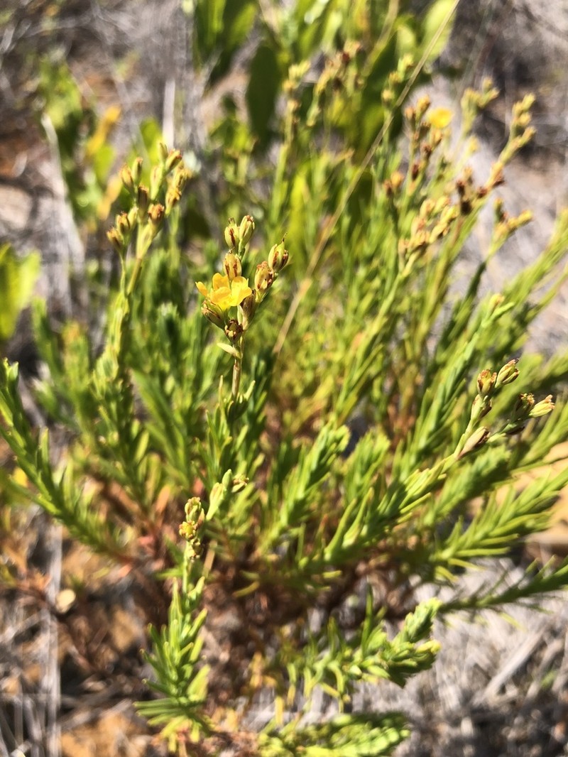 Hypericum eastwoodianum photo 6