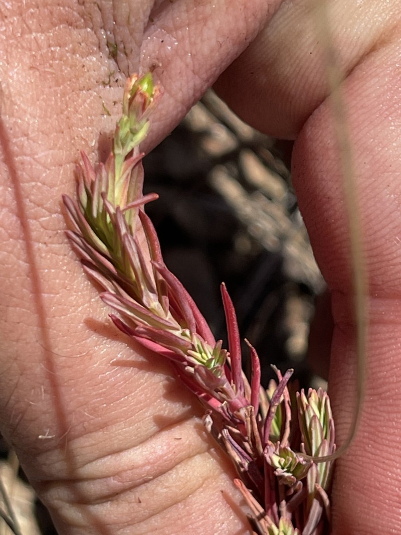 Hypericum eastwoodianum photo 8