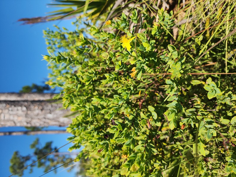 Arcadian St. Johnswort