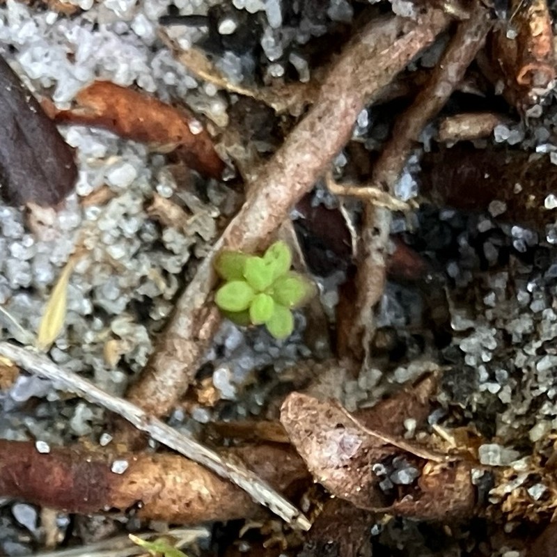 Arcadian St. Johnswort