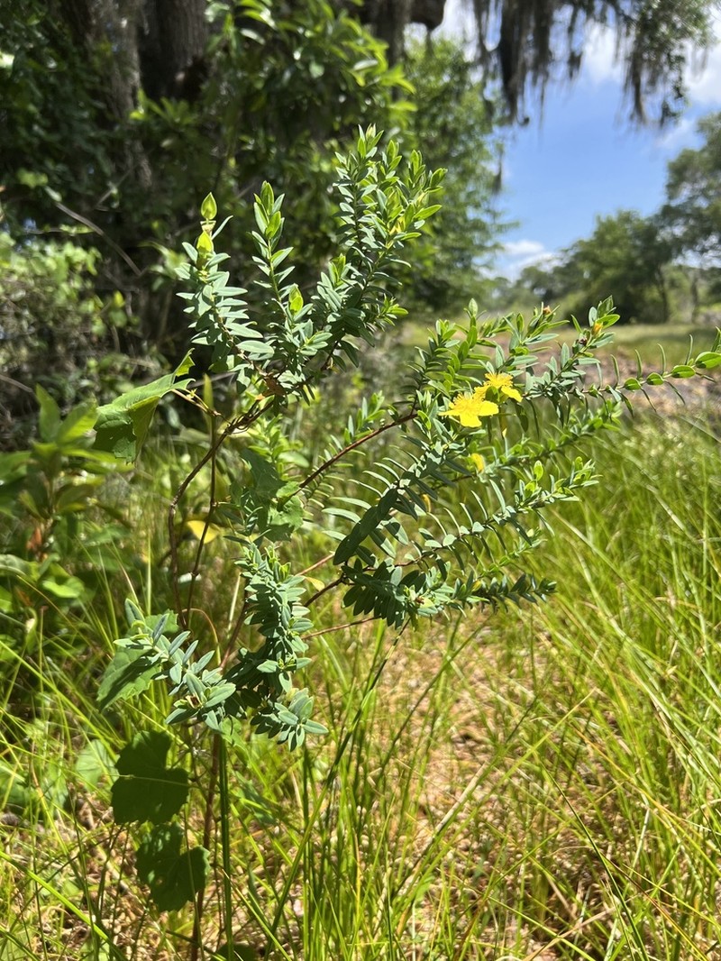 Arcadian St. Johnswort photo 2