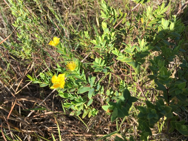 Arcadian St. Johnswort photo 3