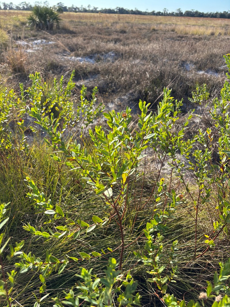 Arcadian St. Johnswort photo 4