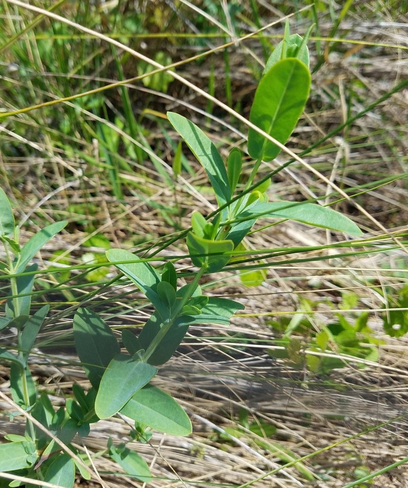 Arcadian St. Johnswort photo 5
