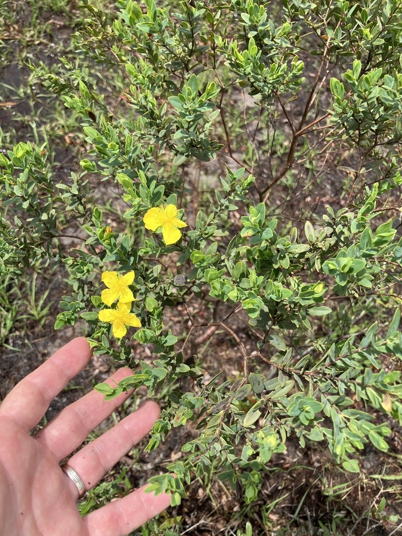 Arcadian St. Johnswort photo 6
