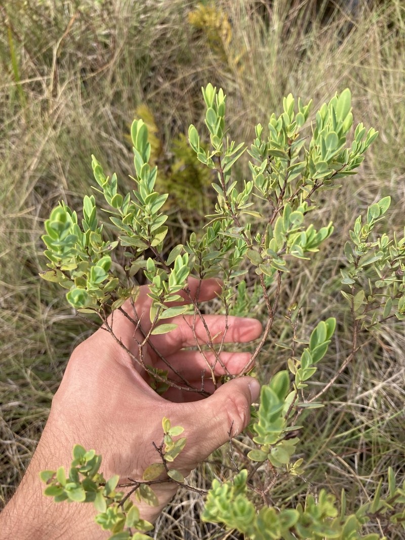 Arcadian St. Johnswort photo 7