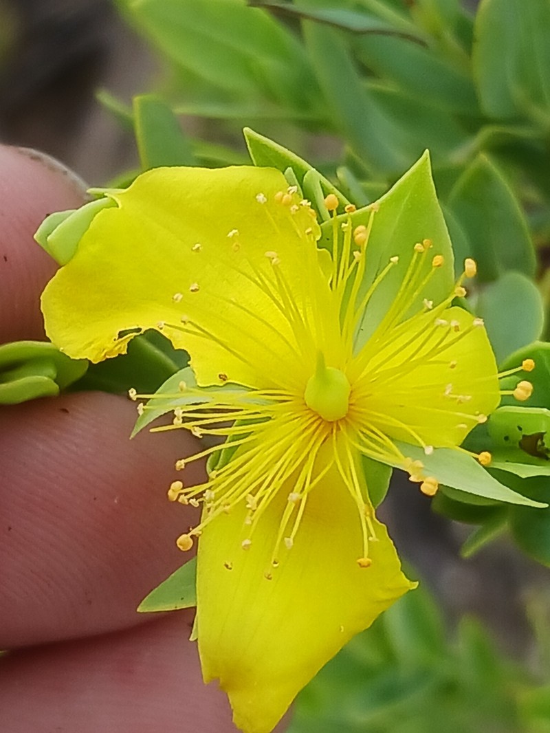 Arcadian St. Johnswort photo 8