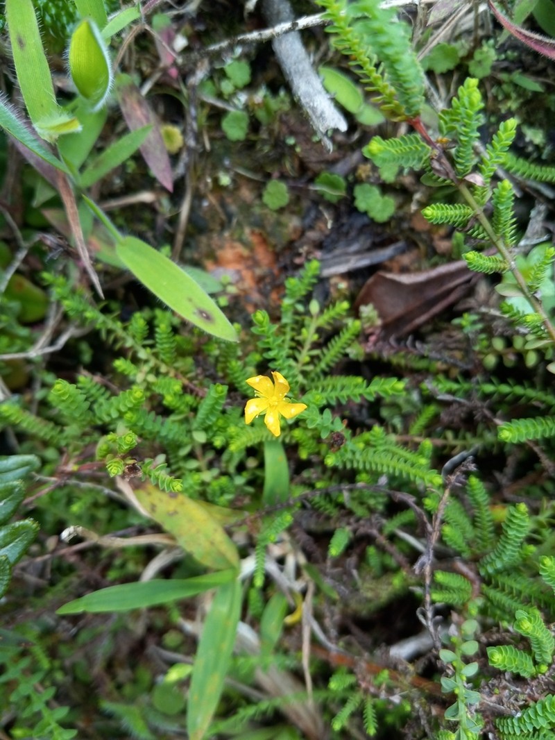 Hypericum ekmanii