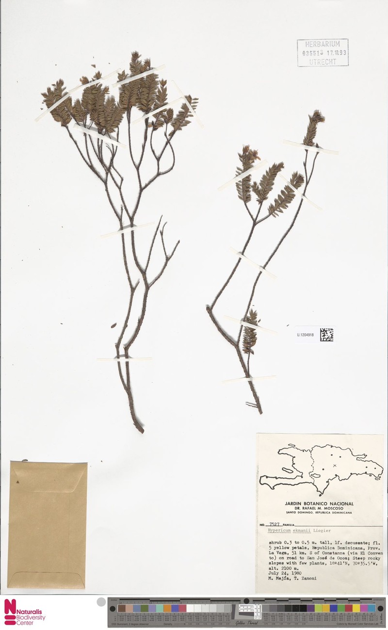 Hypericum ekmanii photo 2