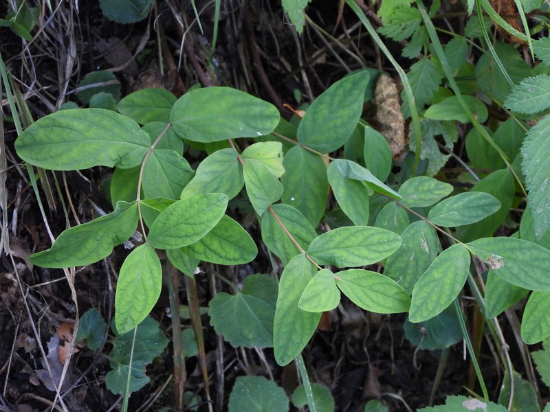Hypericum elatoides