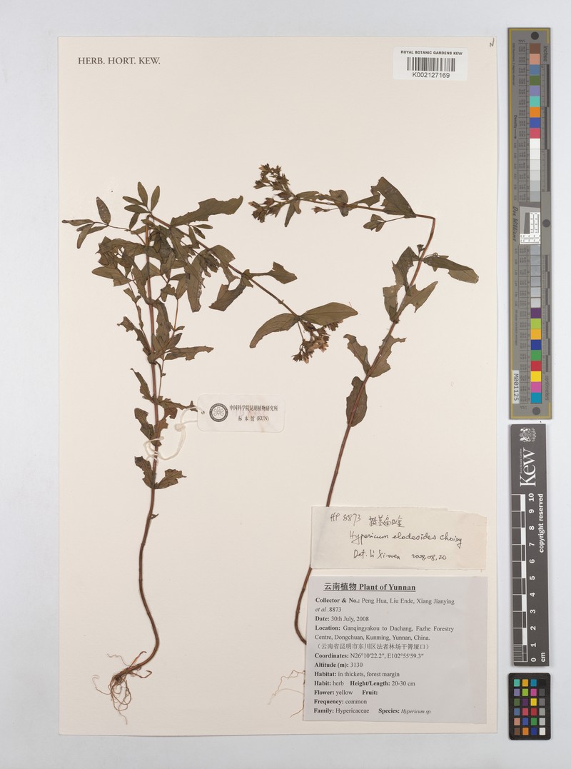 Hypericum elatoides photo 2