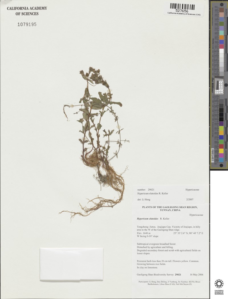 Hypericum elatoides photo 3