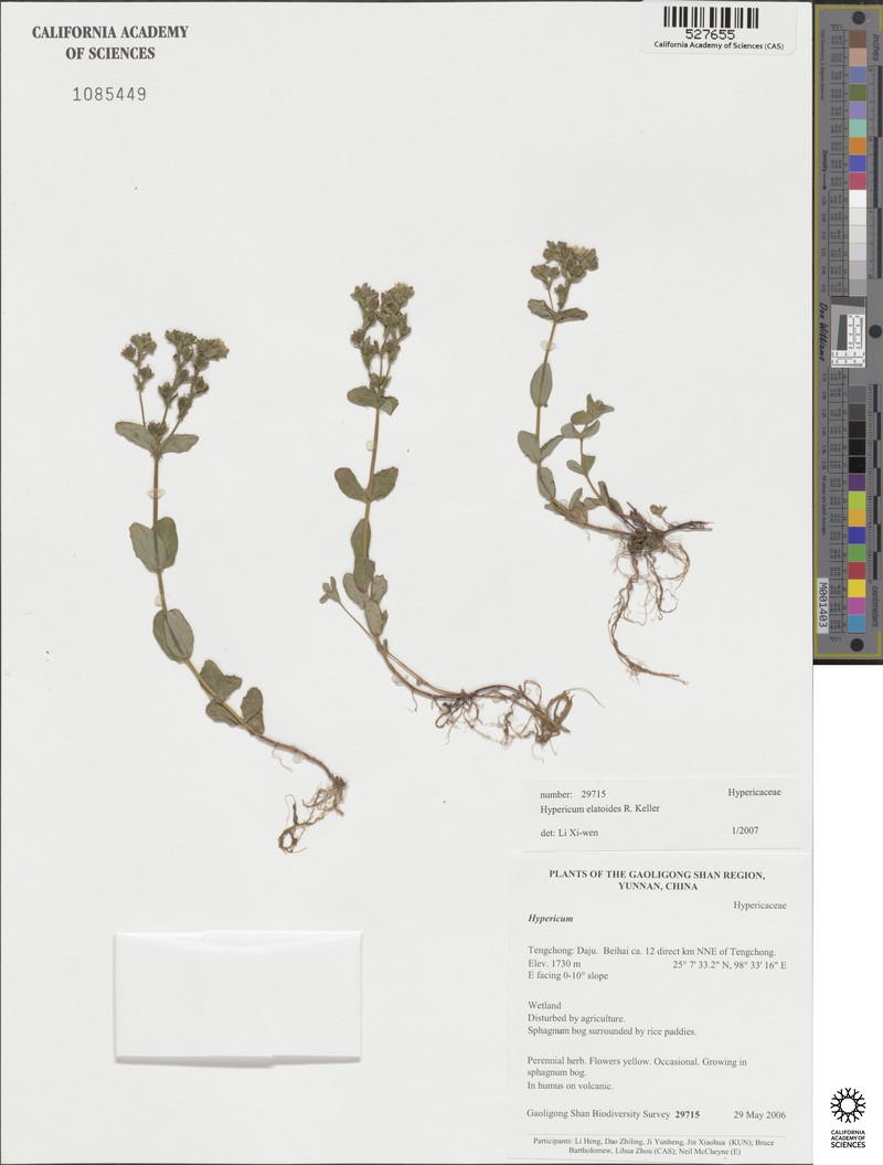 Hypericum elatoides photo 4