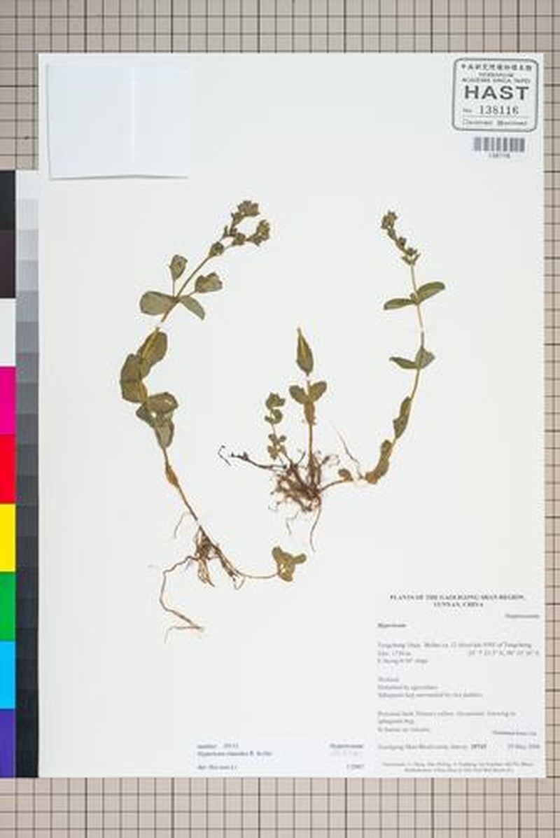 Hypericum elatoides photo 5