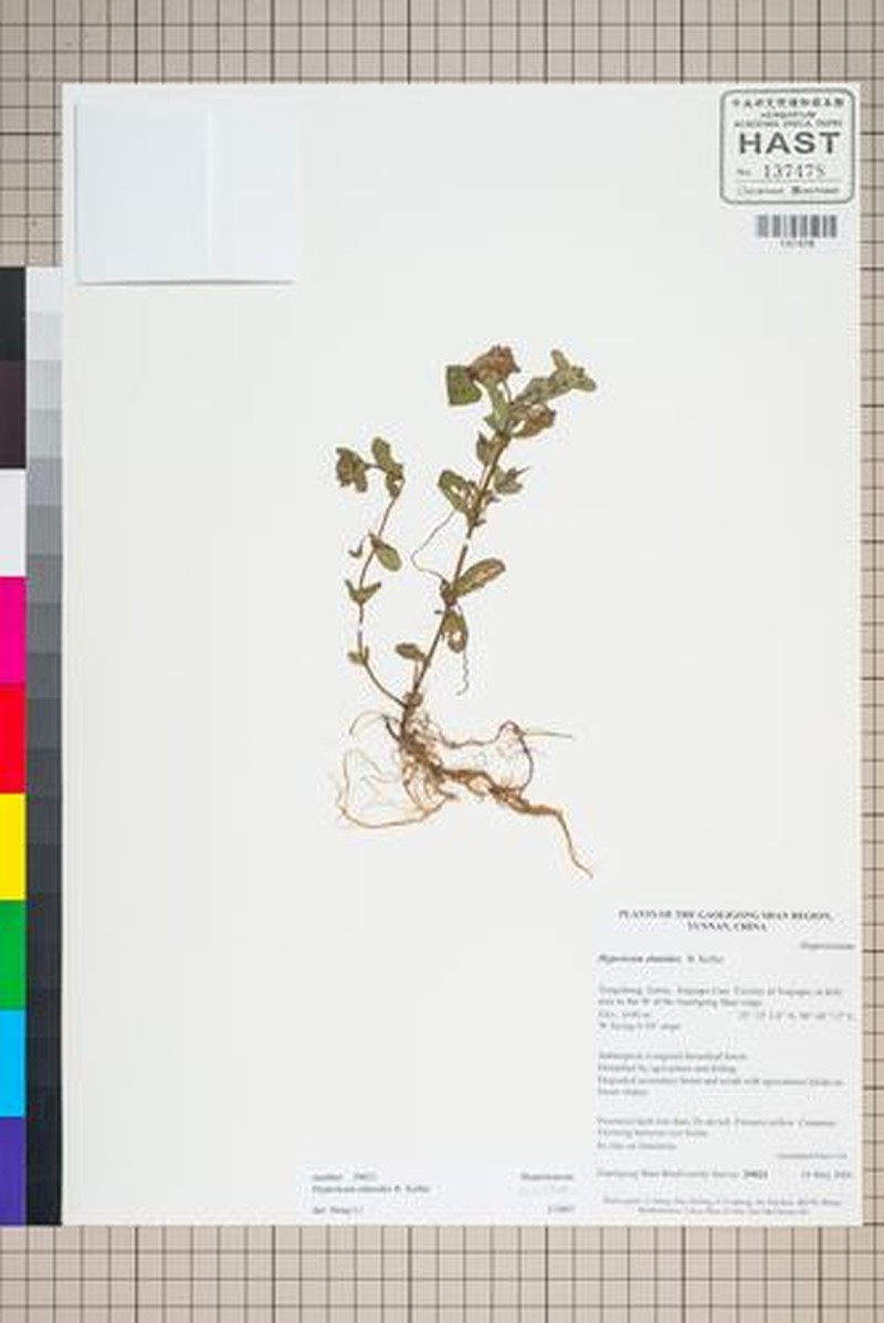 Hypericum elatoides photo 6