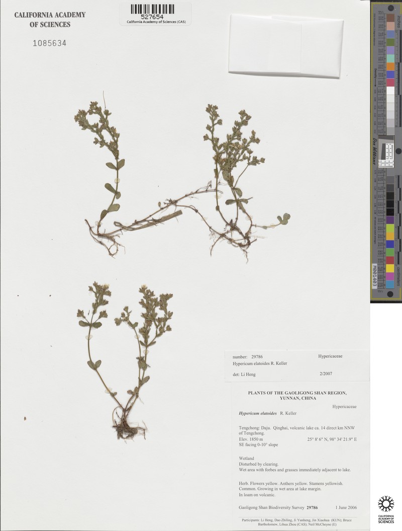 Hypericum elatoides photo 7