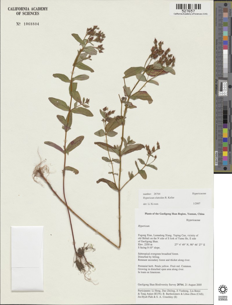 Hypericum elatoides photo 8