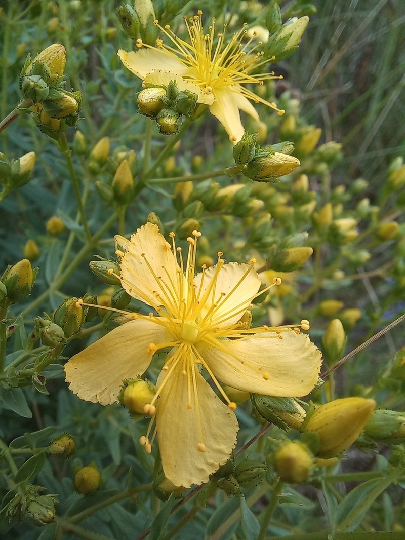 Hypericum elegans photo 2