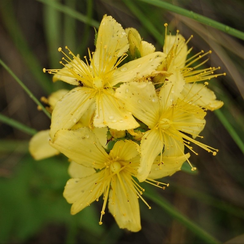 Hypericum elegans photo 3