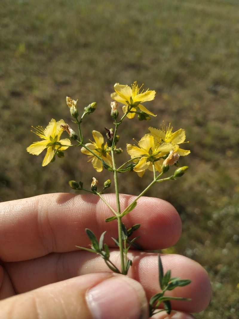 Hypericum elegans photo 4