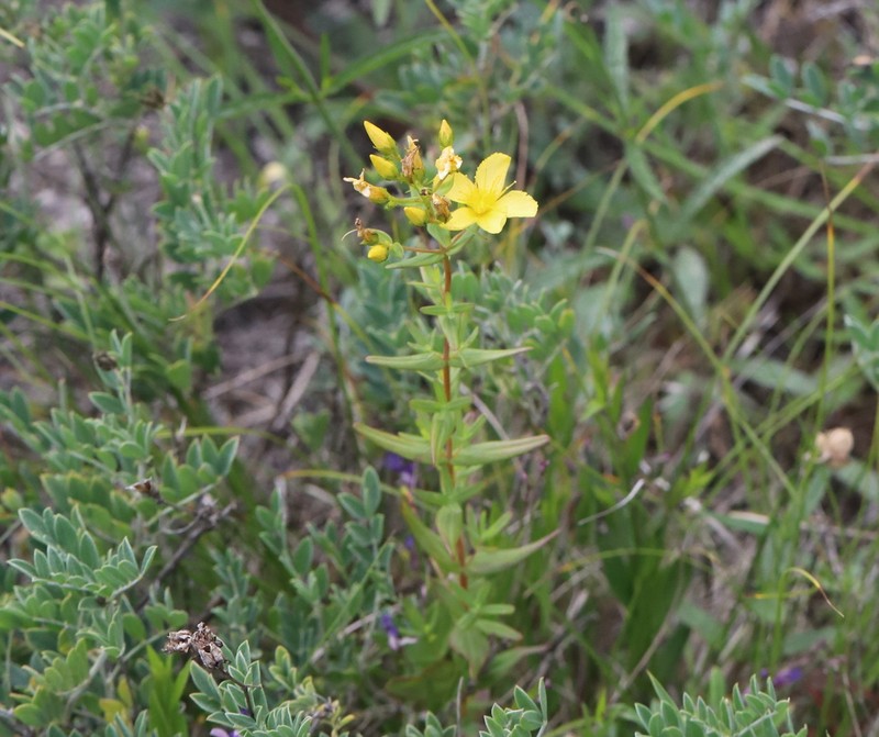 Hypericum elegans photo 5