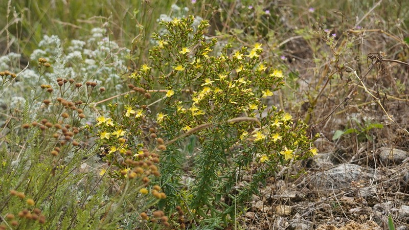Hypericum elegans photo 6