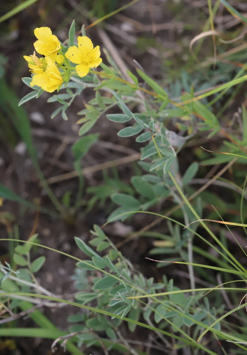 Hypericum elegans photo 7