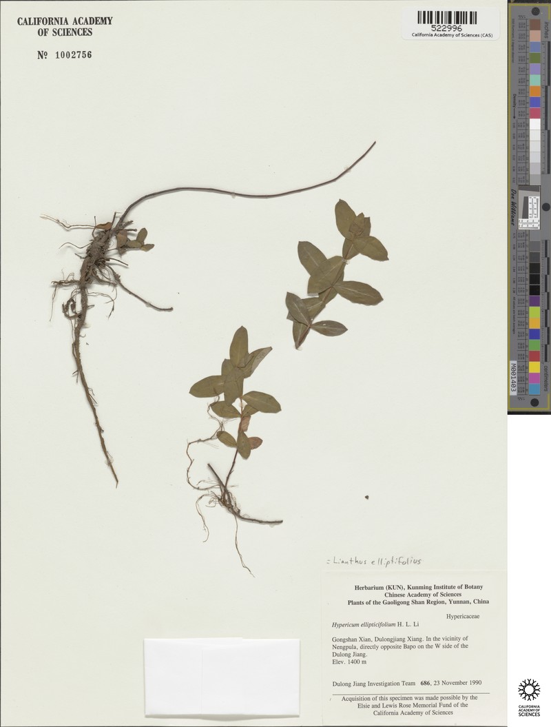 Hypericum ellipticifolium