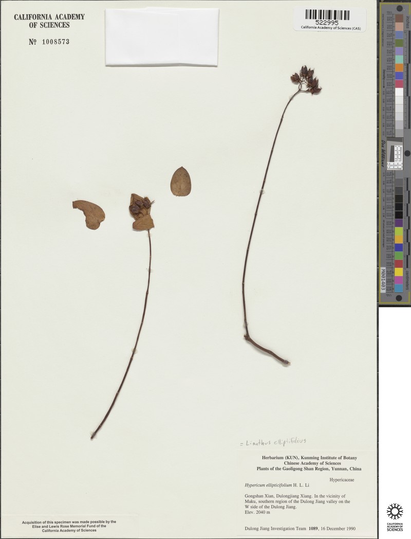 Hypericum ellipticifolium photo 2