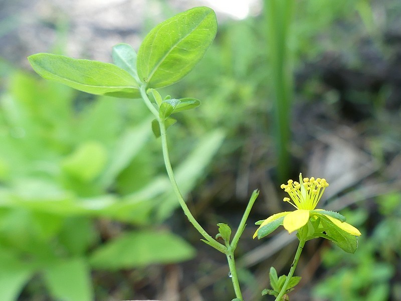 Pale St. Johnswort