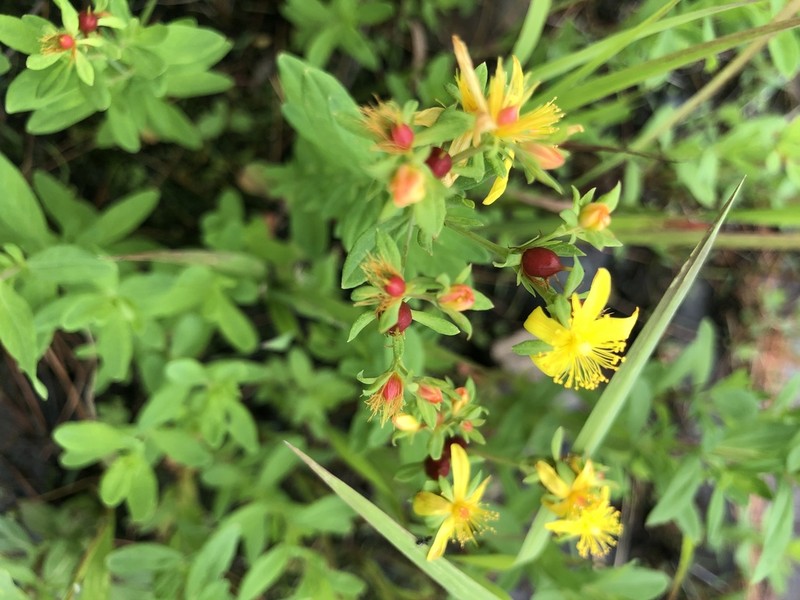 Pale St. Johnswort
