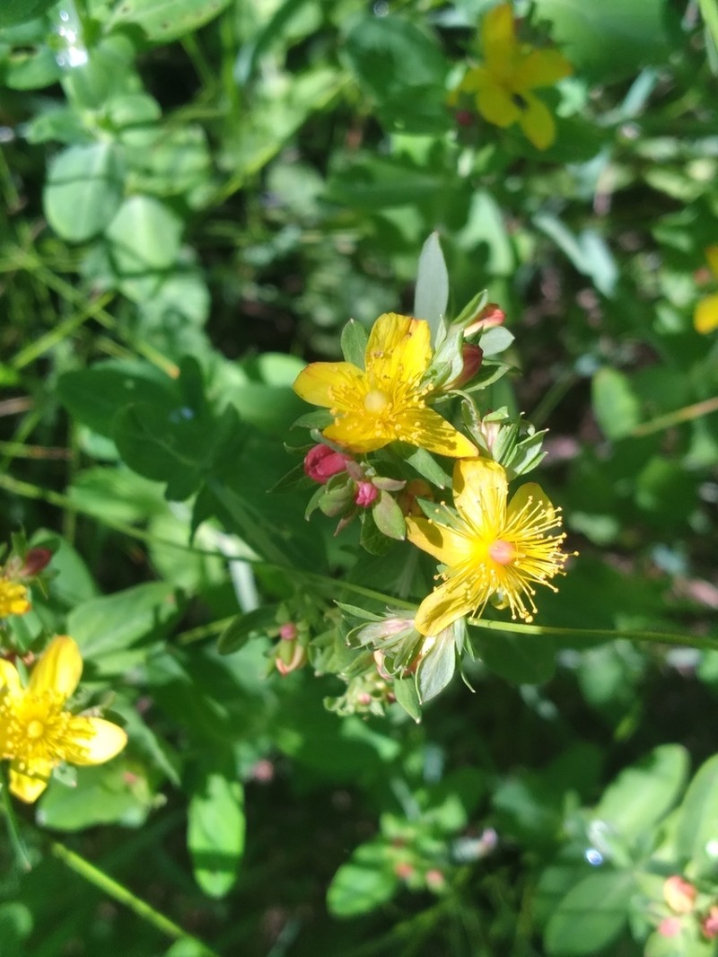 Pale St. Johnswort photo 2