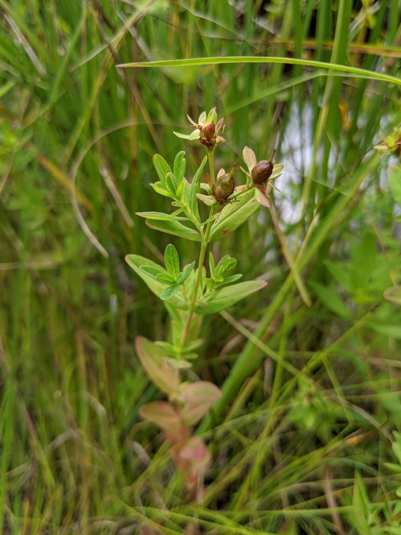 Pale St. Johnswort photo 3