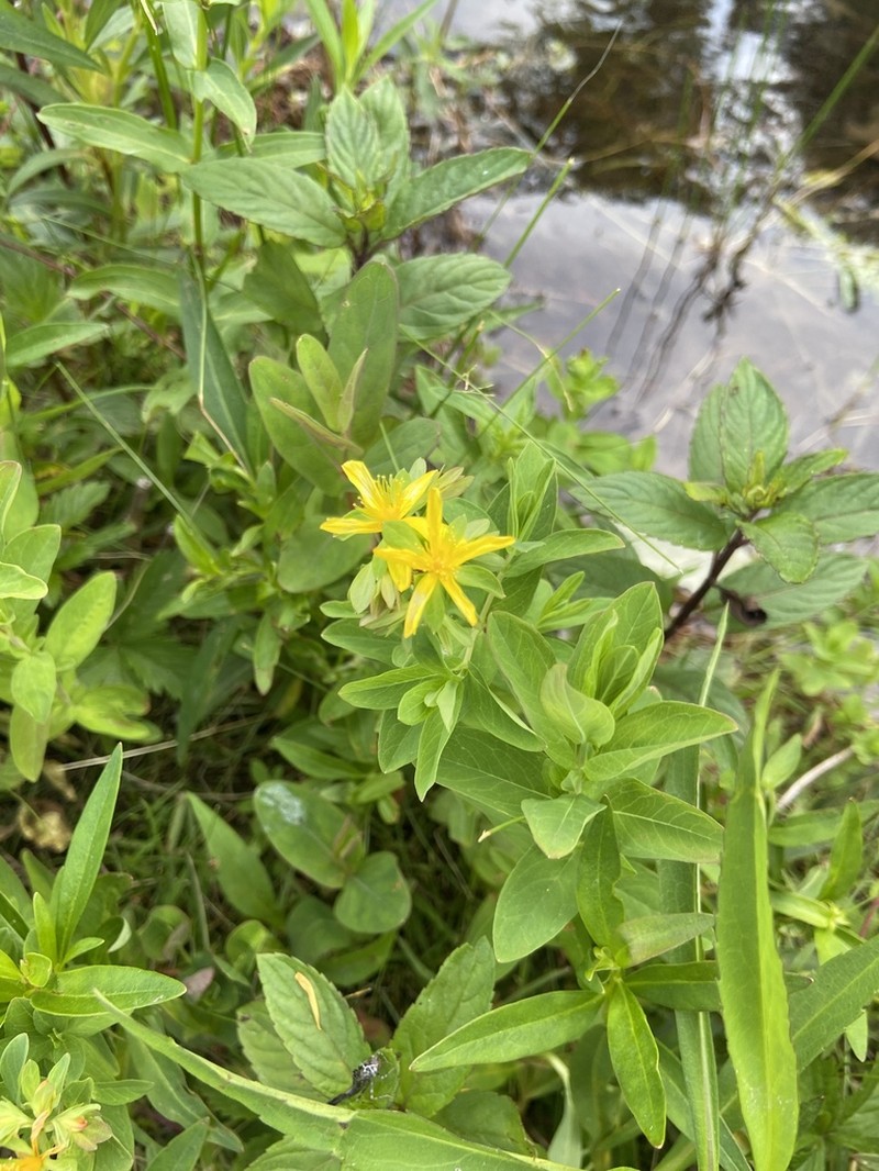 Pale St. Johnswort photo 4