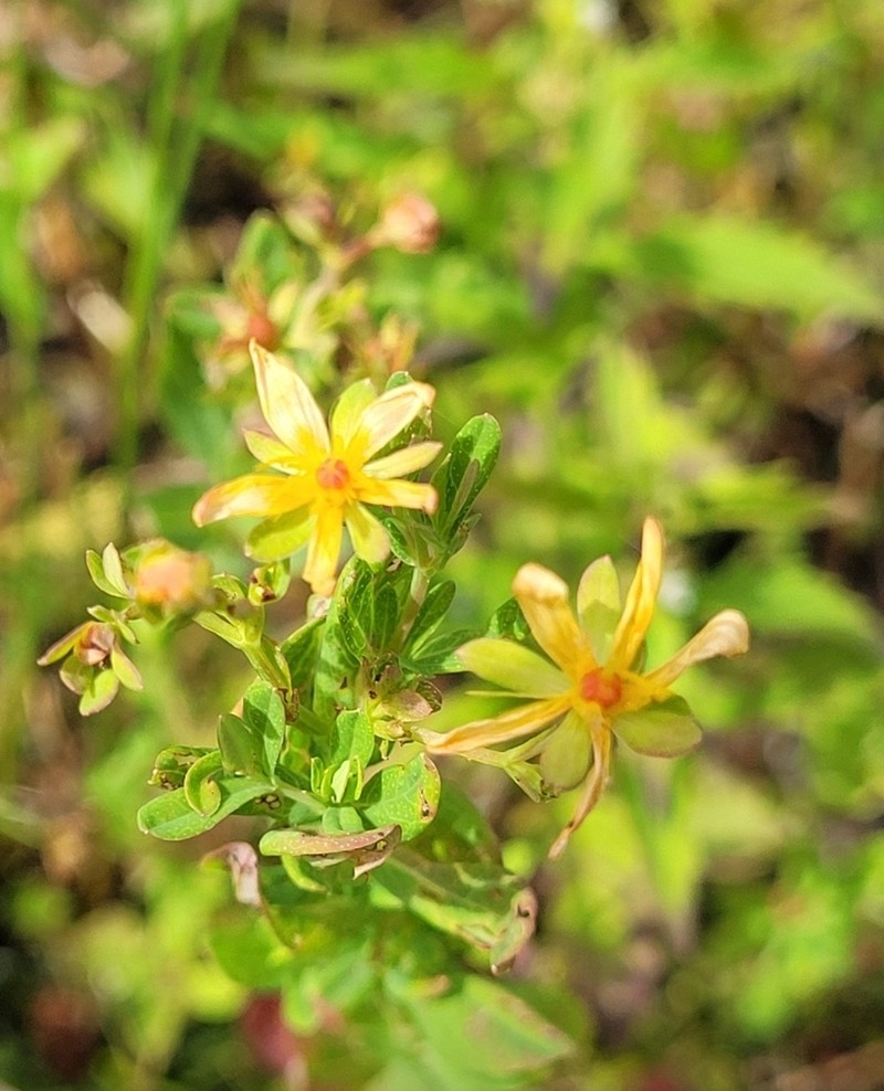 Pale St. Johnswort photo 5