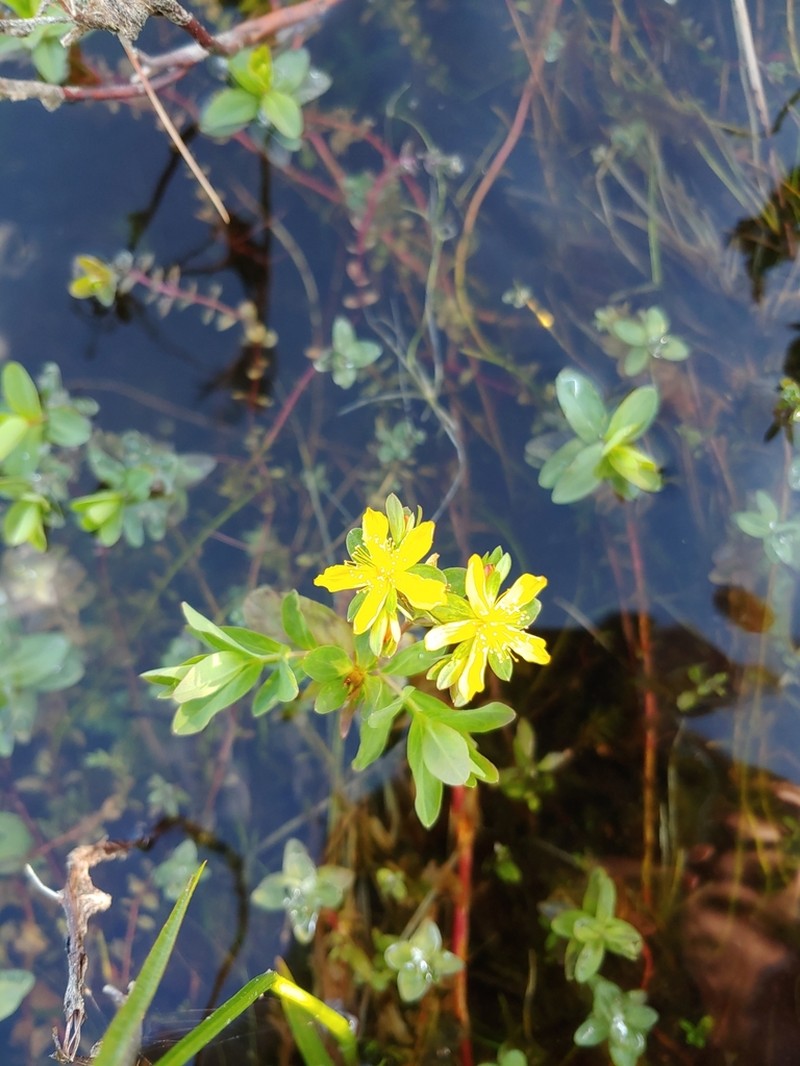 Pale St. Johnswort photo 6