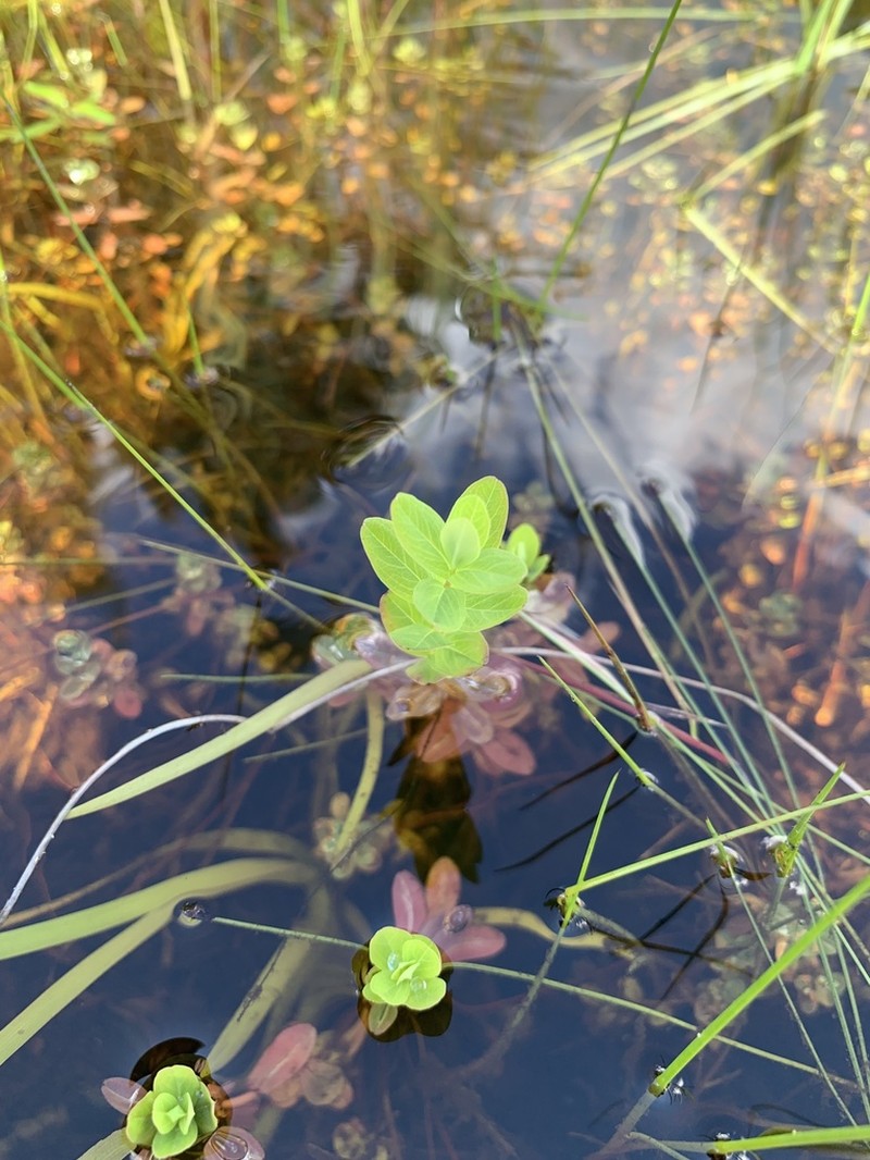 Pale St. Johnswort photo 8
