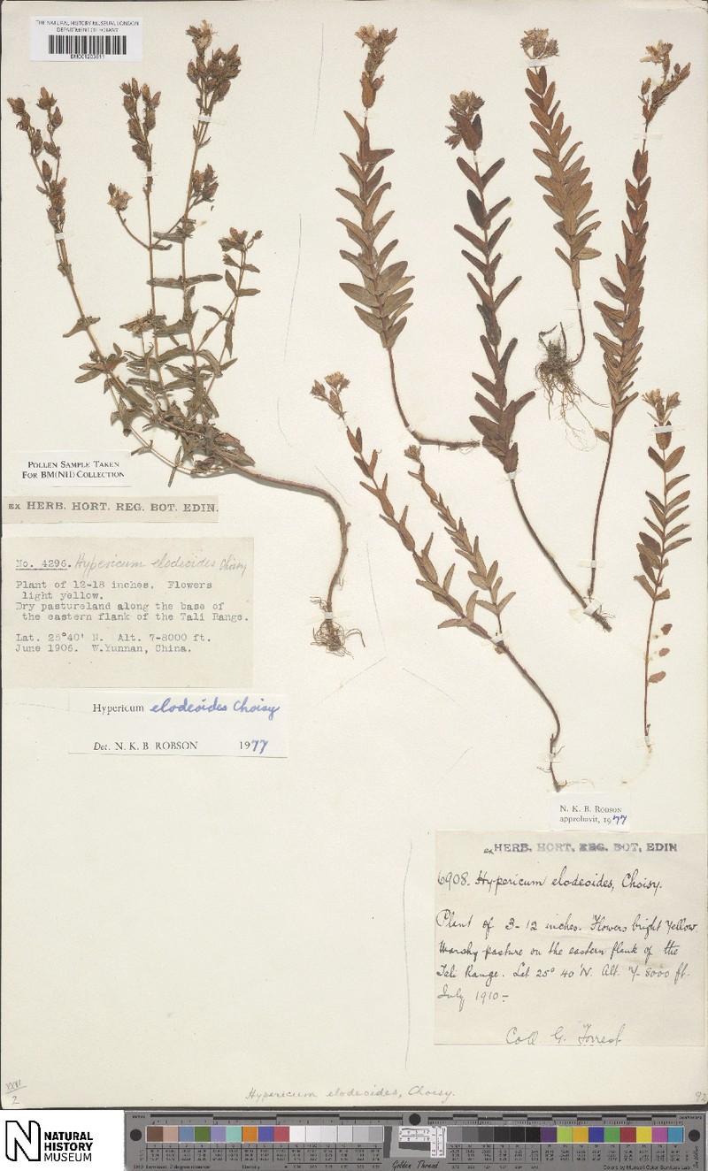 Hypericum elodeoides