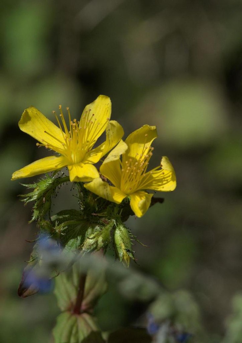 Hypericum elodeoides photo 2