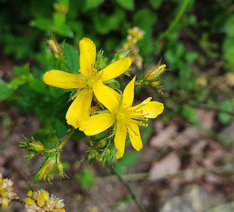 Hypericum elodeoides photo 3