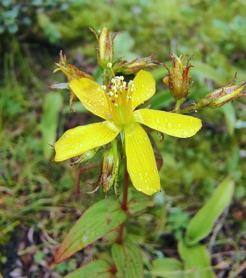 Hypericum elodeoides photo 4