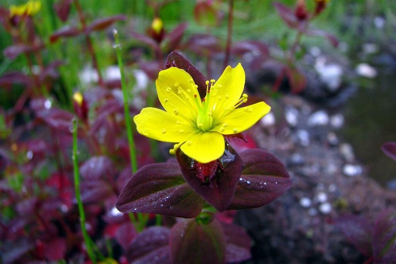 Hypericum elodeoides photo 5