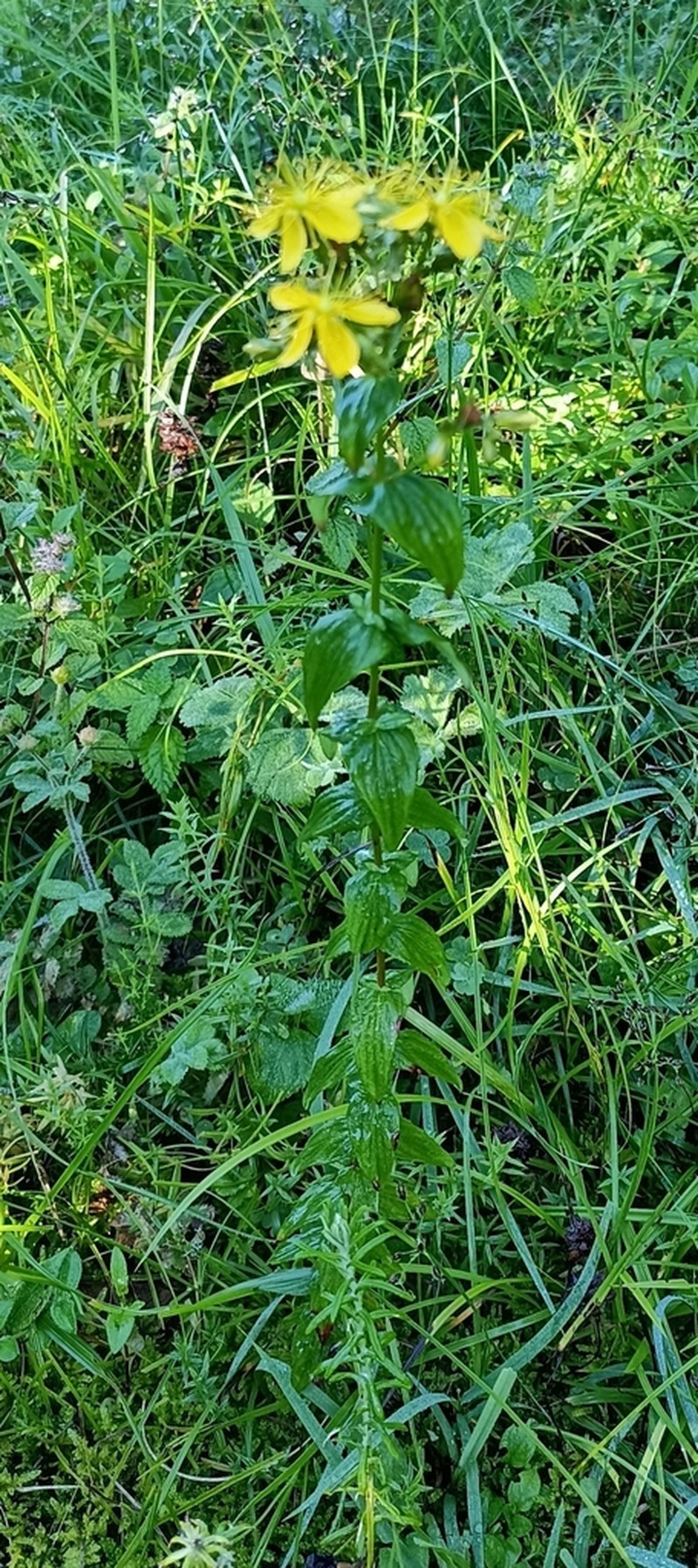 Hypericum elodeoides photo 6