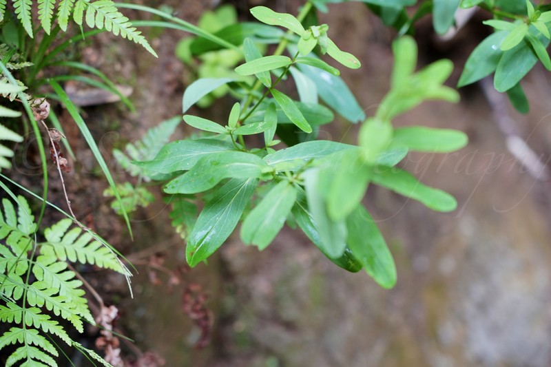 Hypericum elodeoides photo 7